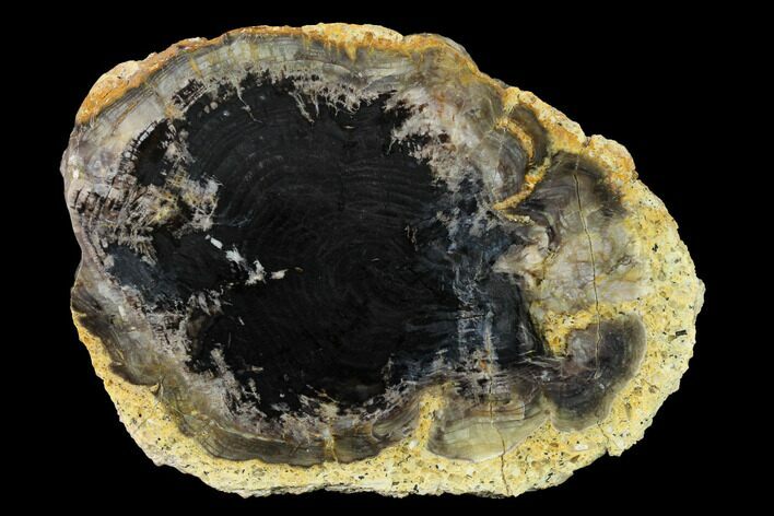 Polished Petrified Wood End Cut - Colorado #166456